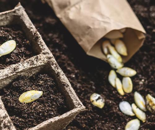Formation production semences potagères bio Pays de Grasse